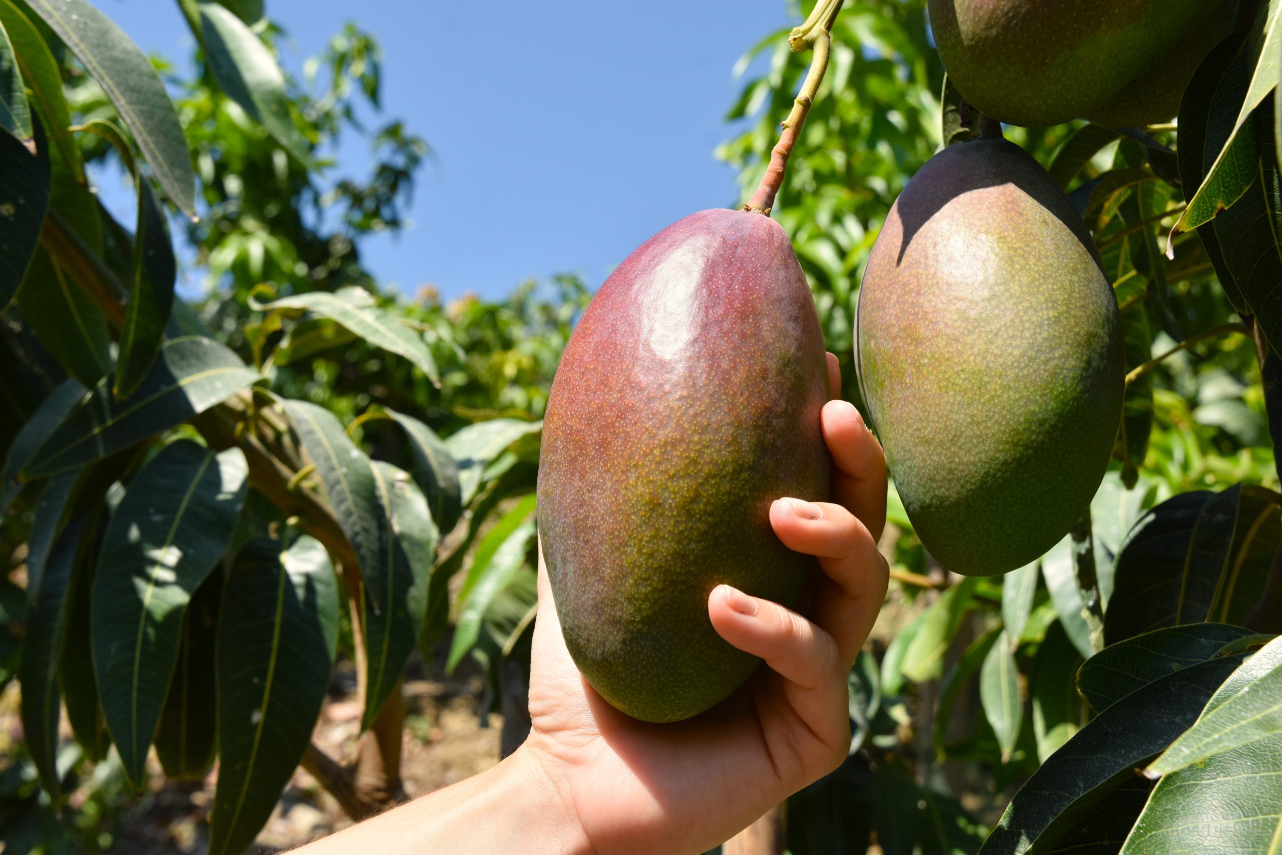 mano sujetando un mango colgando de un árbol